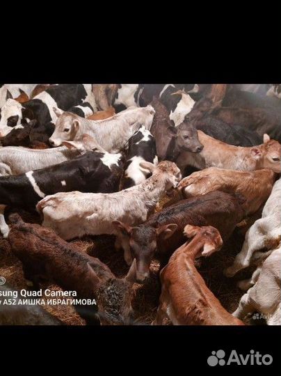 К Бычки Швицы и тёлочки