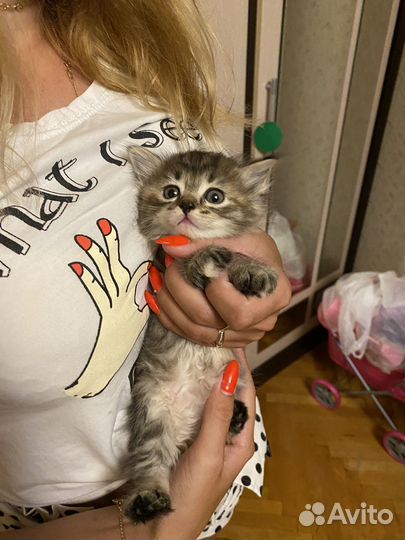 Отдам котят в добрые руки