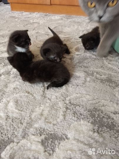 Котята в добрые руки