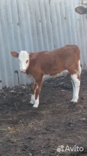 Телята телочки