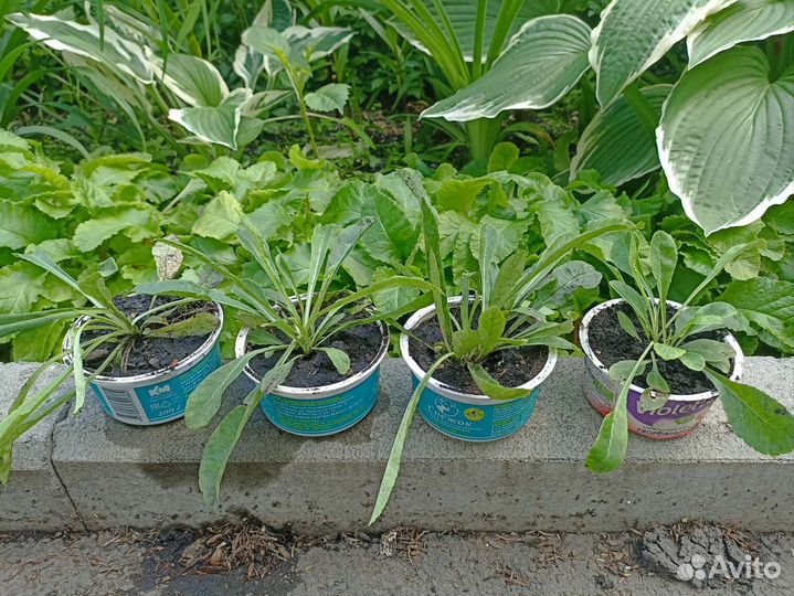 Колокольчик многолетний