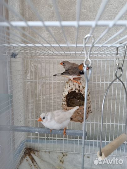 Зебровые амадины