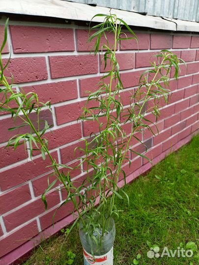 Тархун (эстрагон)