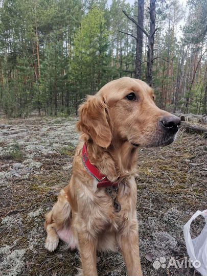Золотистый ретривер