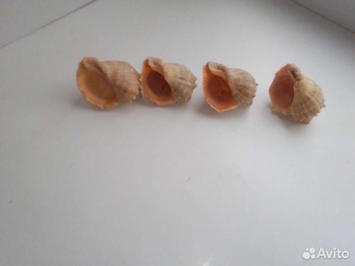 Морская звезда и ракушки