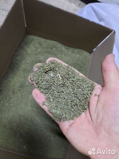 Семена крапивы