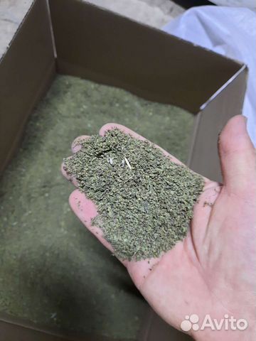 Семена крапивы