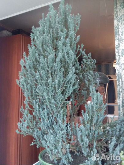 Комнатные цветы растения