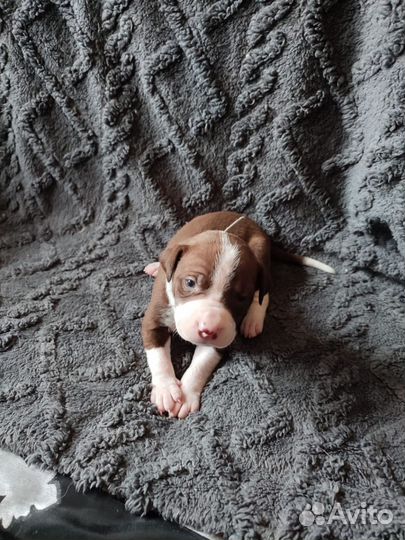 Щенки питбуля