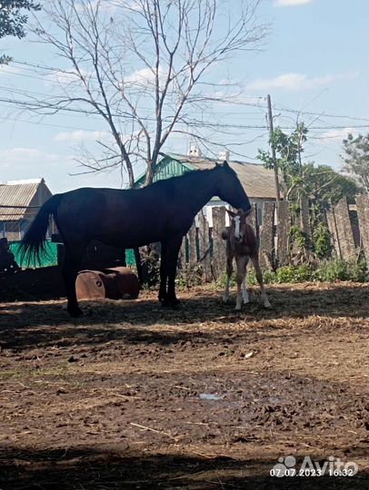 Сжеребчеком 2 месяца