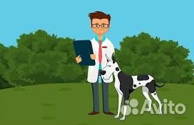 Вызов ветеринарного врача на дом