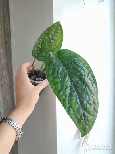 Эпипремнумы