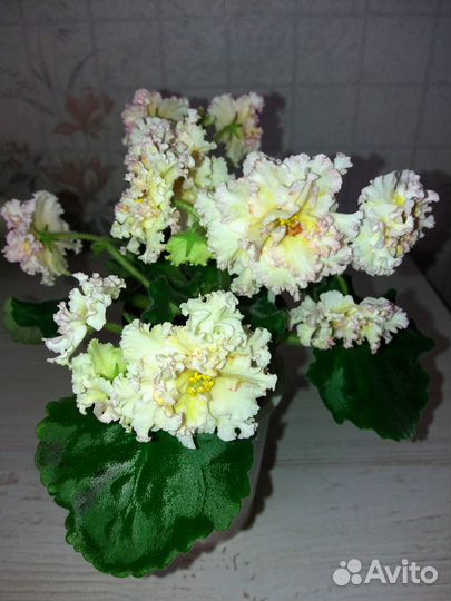 Фиалки сортовые детки