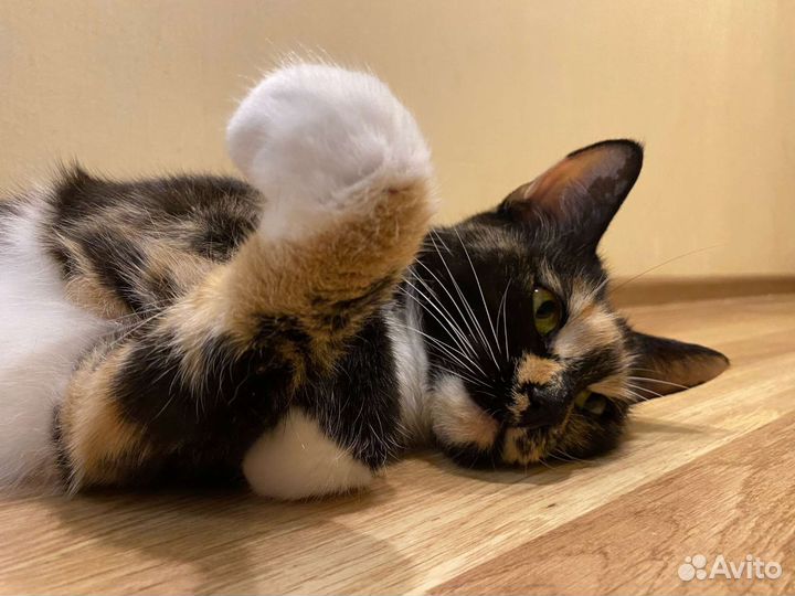 Кошка ищет дом