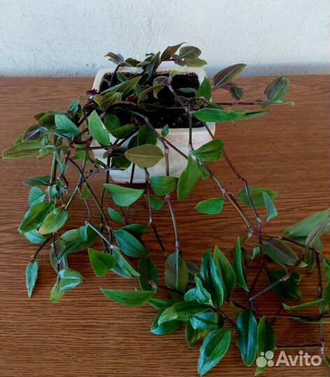 Продам/обменяю Традесканцию