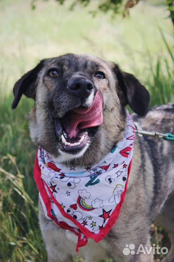 Мира - Небольшая молодая собака из приюта