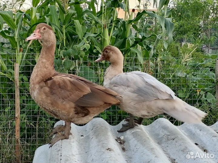 Мускусные утки тяжелые линии