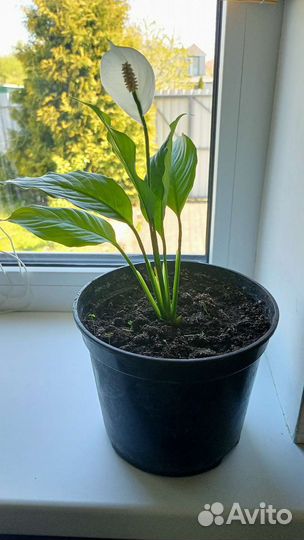 Спатифиллум