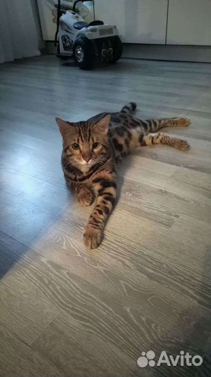 Бенгальский кот
