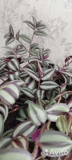 Традесканция зебрина