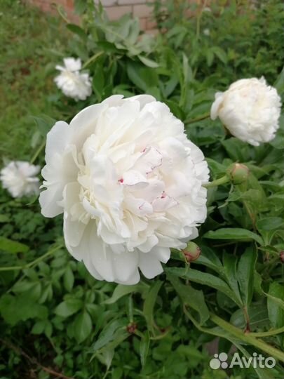 Пионы букет