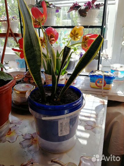 Сансевиерия