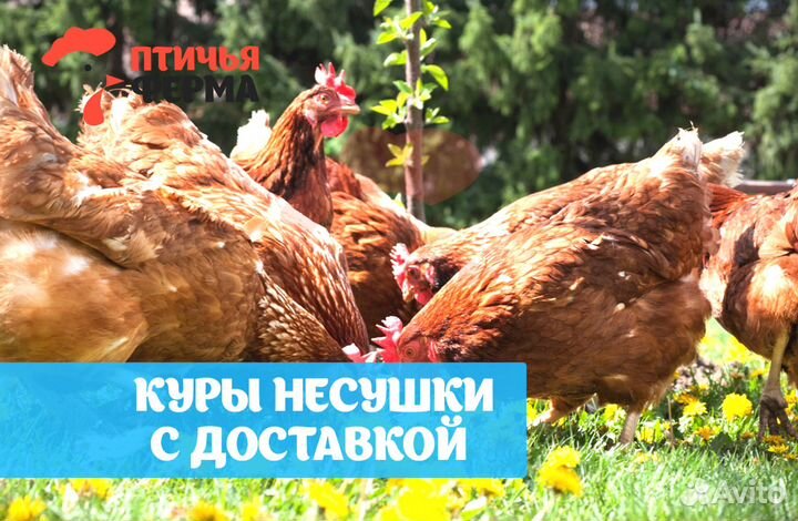 Куры несушки