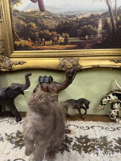 Котята Манчкин