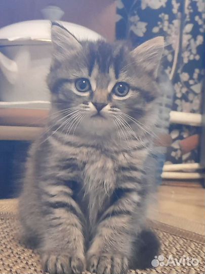 Котенок шотладский
