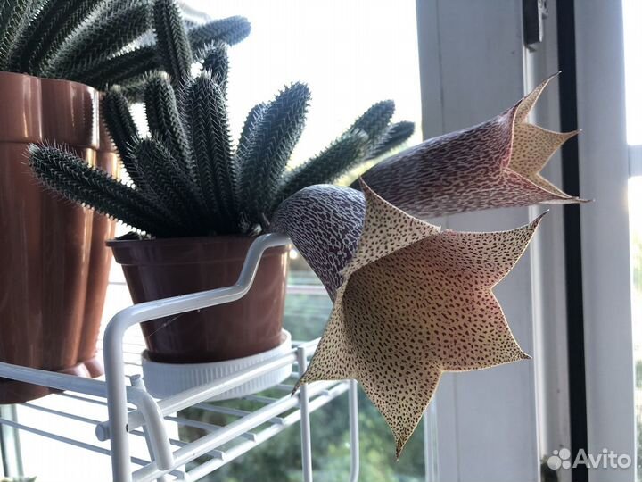 Суккуленты (таварезия), редкий