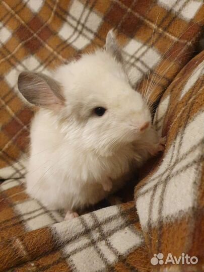 Малыши от ангорских шиншилл