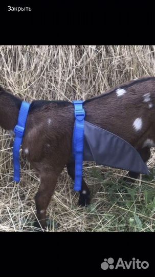 Фартук для козлов и баранов