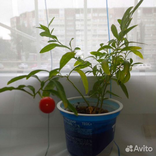 Паслен отростки