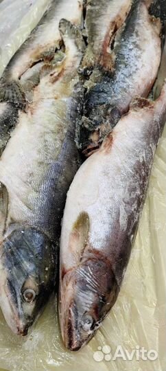 Горбуша приморская мороженая глазированная Н/Р