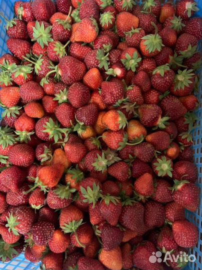 Саженцы клубники