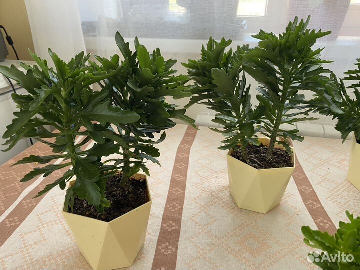 Комнатные цветы Каланхоэ домашние цветы цветут