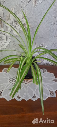 Хлорофитум