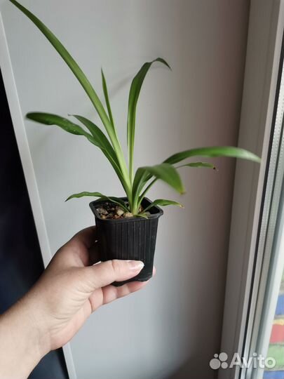 Хлорофитум