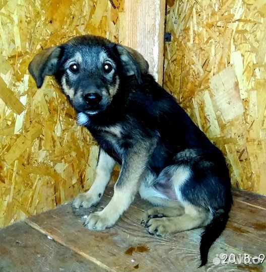 Лучший друг в дар