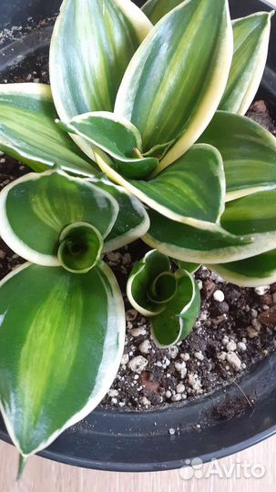 Сансевиерия ханни пагода стриата