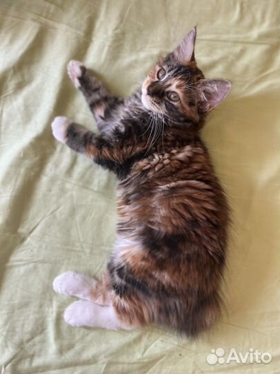 Курильский бобтейл