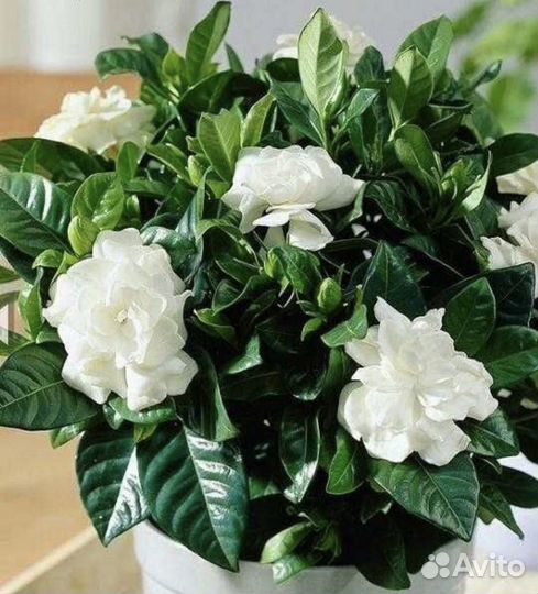 Гардения жасминовидная