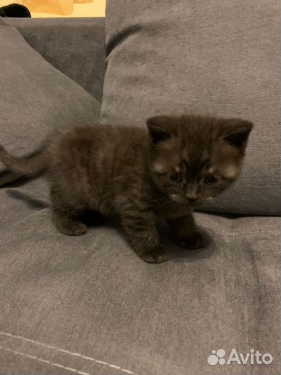 Британская