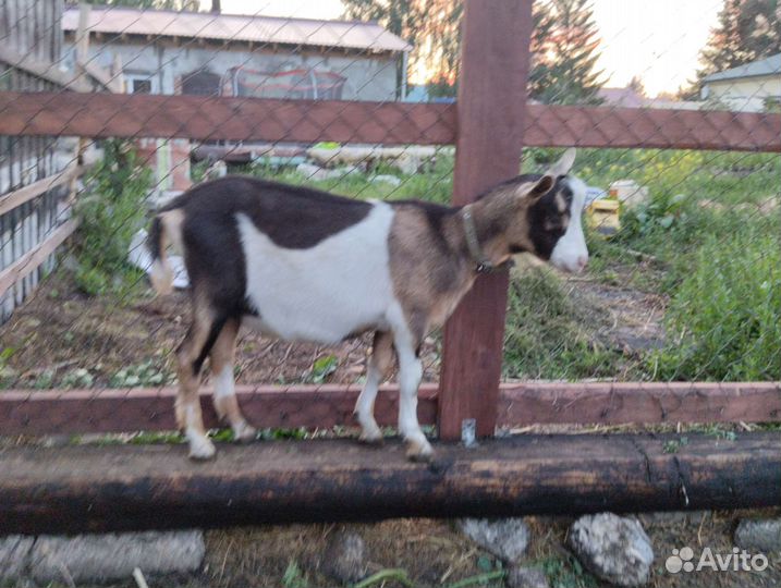 Альпийский козлик