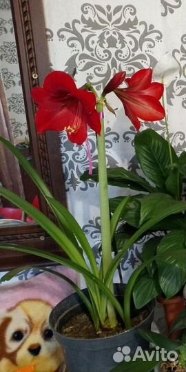 Гиппеаструм амариллис