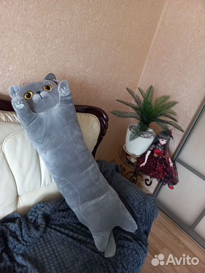 Кот батон британец