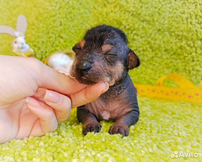 Мексиканская голая собака