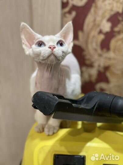 Девон-рекс кошка