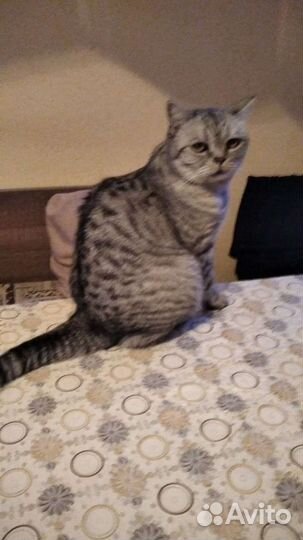 Кот британец