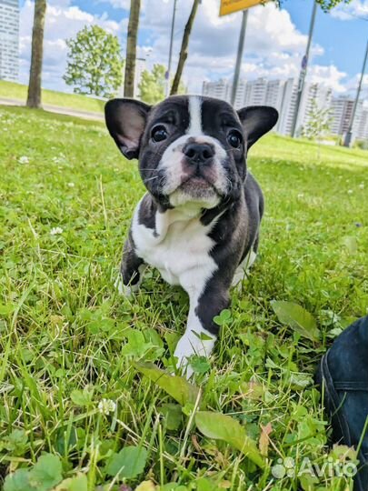 Щенки французского бульдога